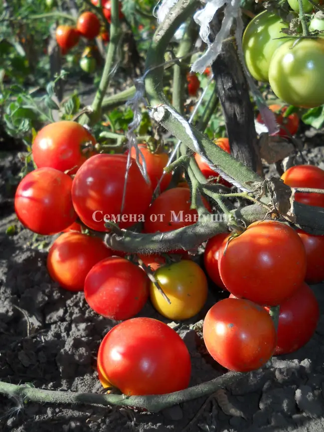 Проверенная информация о качественном выращивании томатов Золушка, а также подробное описание сорта и его характеристики. Изучите фото растения и отзывы огородников об урожайности помидоров.