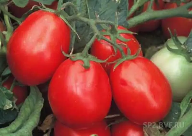 Отлично подходящий для теплиц, парников и открытого грунта сорт томата «Малиновая кубышка»: описание и фото
