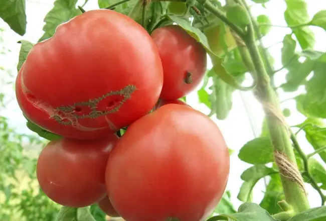 Дана характеристика сорта томатов Микадо розовый. Описаны достоинства сорта, правила по уходу, агротехнические приемы для получения максимального урожая.