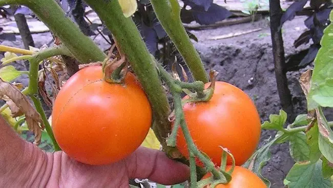Описание и фото сорта томатов Санька – урожайность, характеристики куста и плодов. Особенности выращивания и ухода.