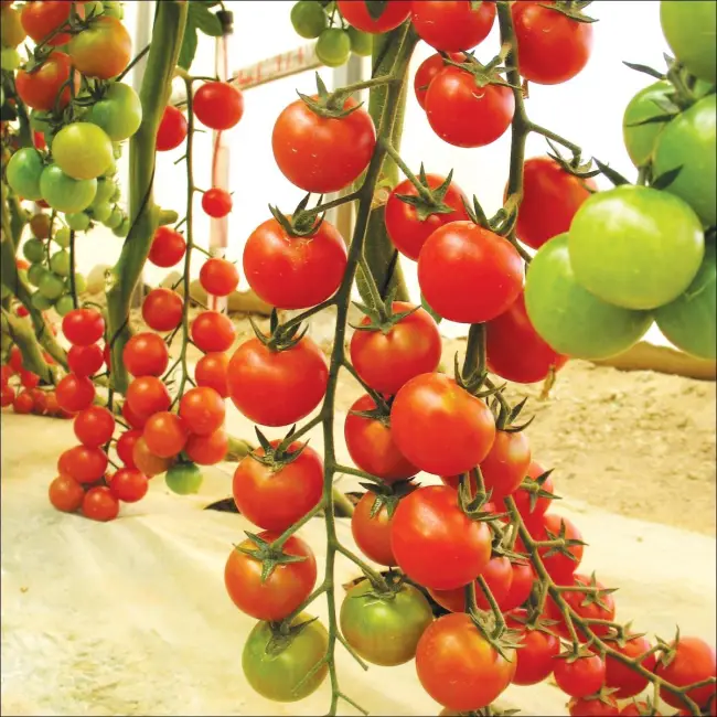 Характеристика томата Фейерверк, урожайность сорта, фото