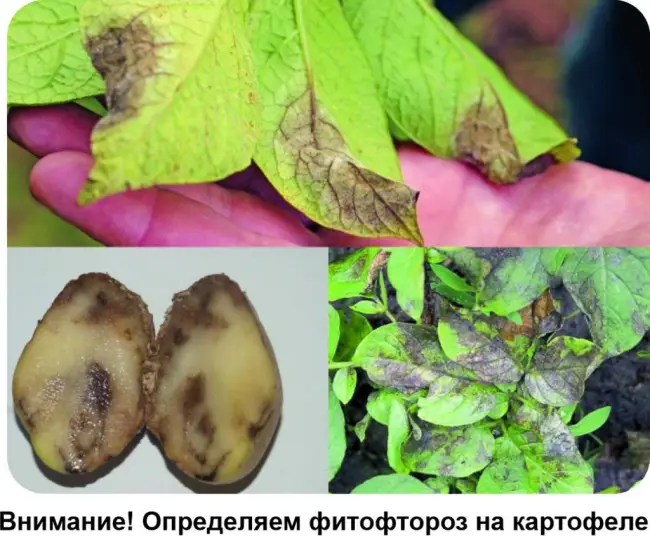 Фитофтора на картофеле: описание и меры борьбы