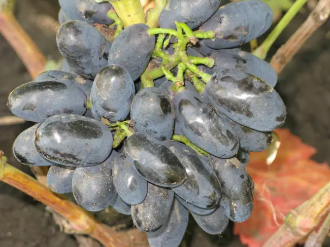 Виноград Академик (Авидзба): описание и характеристики сорта, выращивание с фото