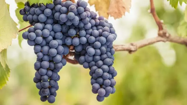 Пино Нуар (Pinot Noir) сорт винограда. Описание, фото, вкус