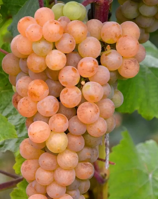 Статья ознакомит с особенностями сорта винограда Ранний Магарича, а также расскажет, как вырастить его у себя на участке.