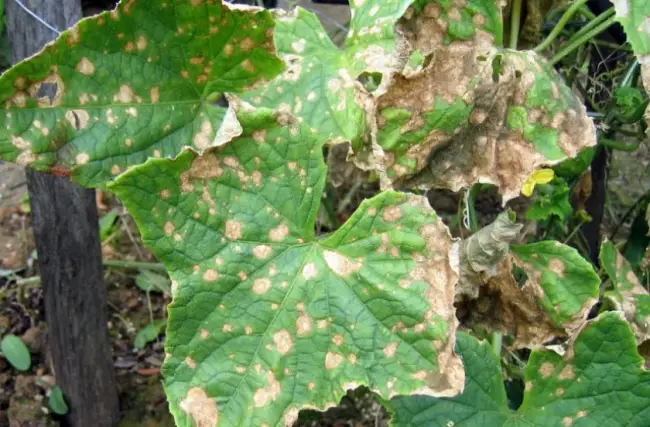 Пятно листьев на мамах – лечение пятна листьев хризантемы бактериальной