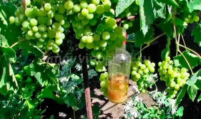 Виноград Краса севера: описание сорта, фото и отзывы