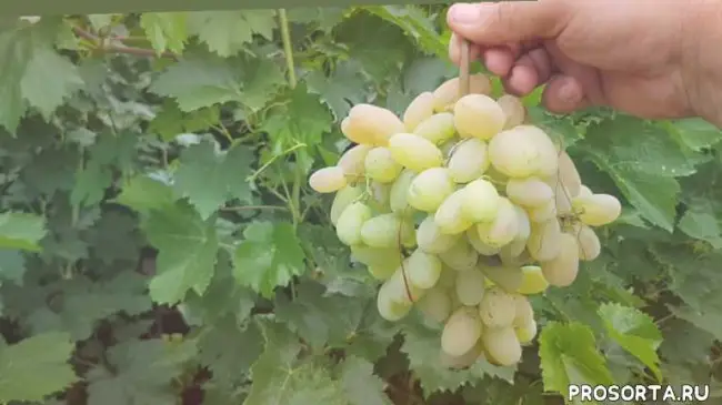 Сорт винограда Преображение