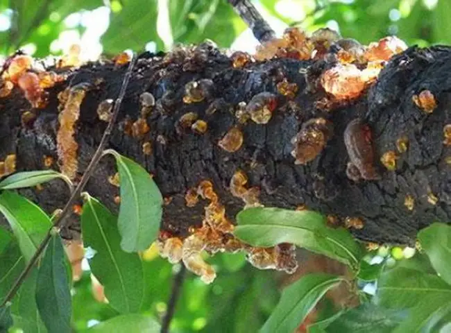 Гоммоз вишня – Как лечить камедетечение у вишни