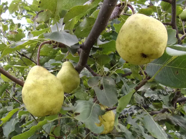 Описание груши Ларинская