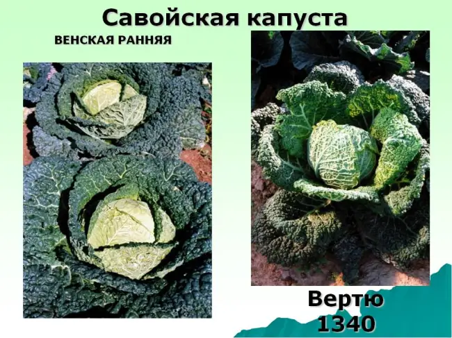 Капуста савойская Вертю, описание, выращивание, видео