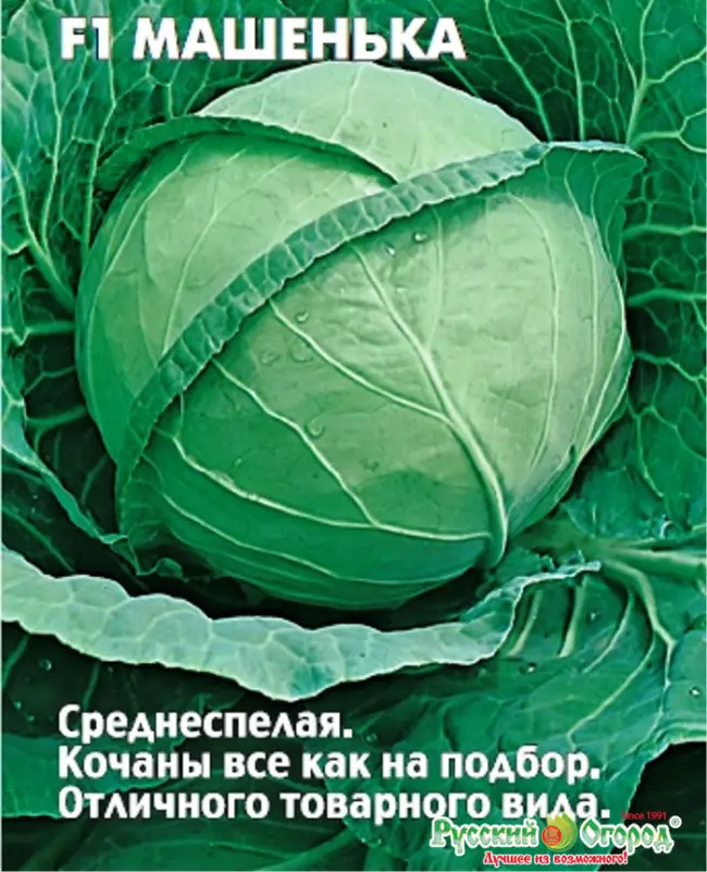 Капуста пушма описание сорта – Для обеспечения ранней продукции на всей территории РФ. Обладает идеальным внутренним качеством кочана, имеет высокие показатели транспортабельности на дальн…