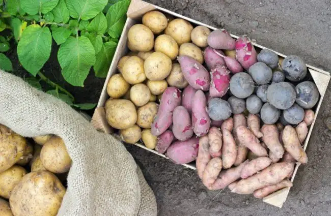 Картофель арамис описание сорта – Самые урожайные и самые вкусные сорта картофеля. Что подойдёт для жарки или варки, а что – для приготовления салата. Что влияет на вкус и как вырастить вкусный картофель.