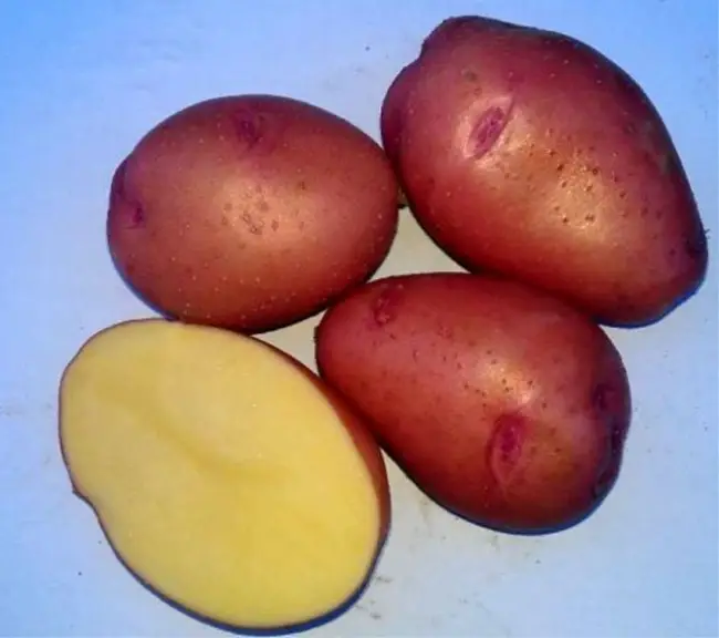 картофель ветеран описание сорта