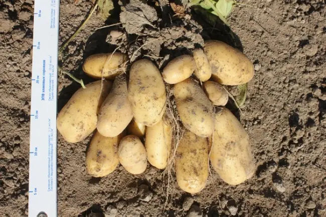 Картофель “Чароит”: характеристика и урожайноть