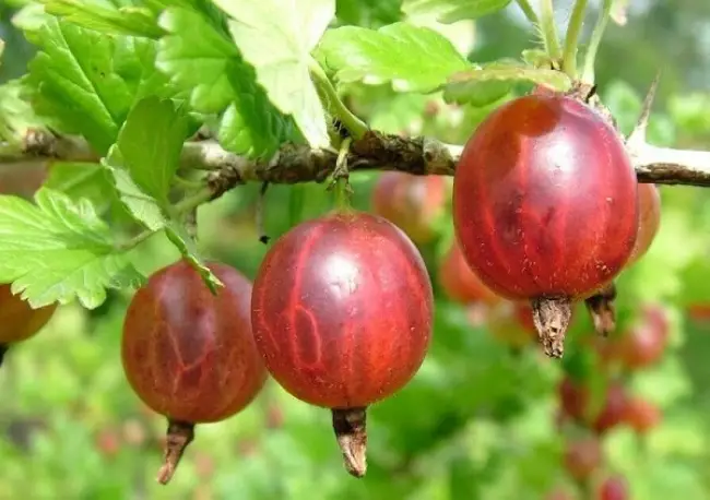 Высокоурожайный сорт крыжовника с темно-красными плодами «Русский»
