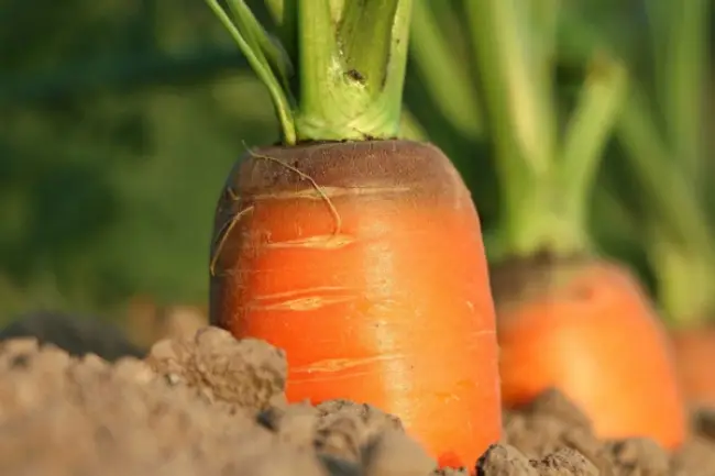 Сорт лука Турбо: описание, плюсы и минусы, как правильно выращивать, как ухаживать, борьба с вредителями и хранение урожая.