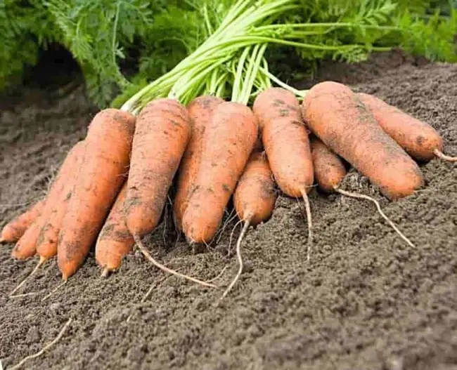 Морковь эмперор описание сорта