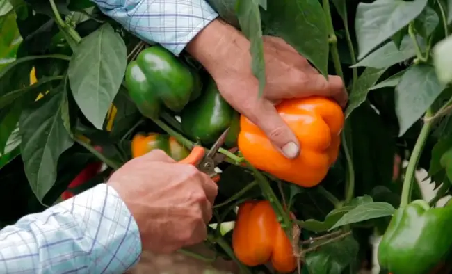 Перец Магно: описание сорта, характеристика плодов, агротехника выращивания и ухода
