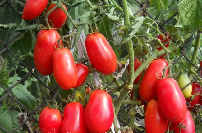 Профессиональные семена томата гибрид F1 Армата, сливовидный, устойчивый, ранний и вкусный от Гавриш Проф. Каталог онлайн, доставка почтой