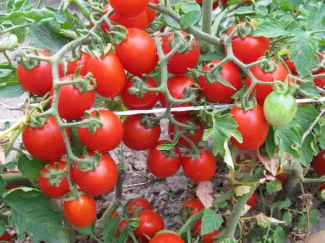 Стоит ли сажать томаты Видимо-невидимо, плюсы и минусы сорта, отзывы