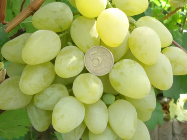 Сорт винограда Монарх: фото, отзывы, описание, характеристики.