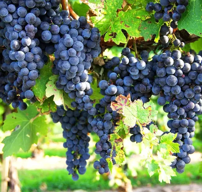 Виноград Цимлянский черный: описание сорта, отзывы