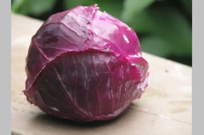 Краснокочанная капуста “Рубин МС” – кладезь витаминов