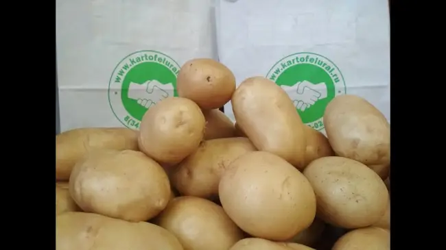 Сорт картофеля "Артемис" - описание характеристики отзывы фото видео