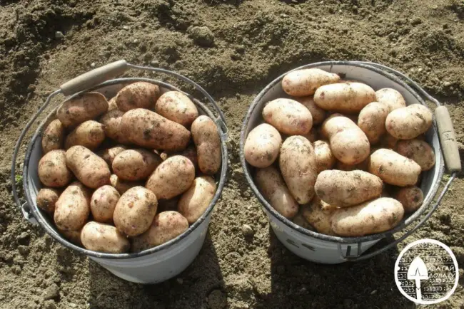 Описание и выращивание картофеля «Рамос»