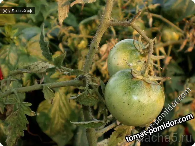 Болезни томата – меры борьбы с бактериальными, грибковыми, вирусными болезнями, видео