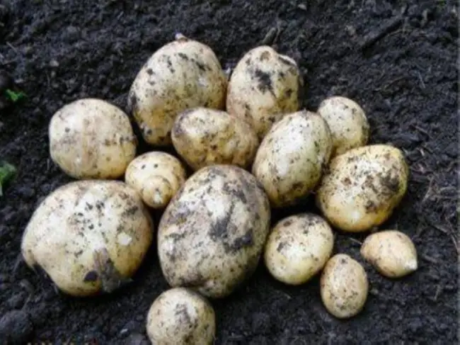 Сорт картофеля Метеор – характеристика, отзывы, вкусовые качества