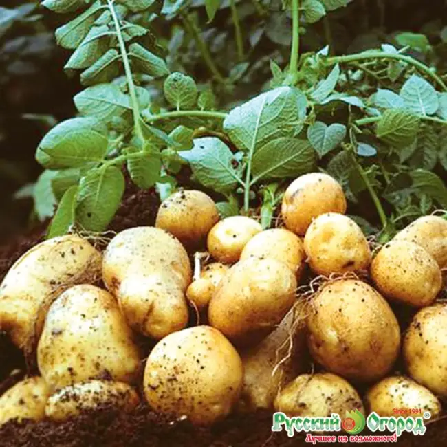 Сорт картофеля Никулинский