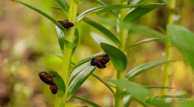 Майский жук на лилии – Вредители лилий: фото, методы борьбы с ними, народные средства, препараты