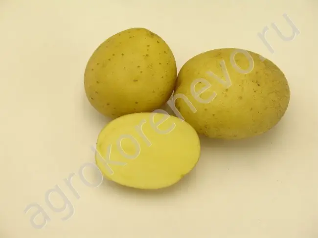 Сорт картофеля «Жигулевский» – описание и фото