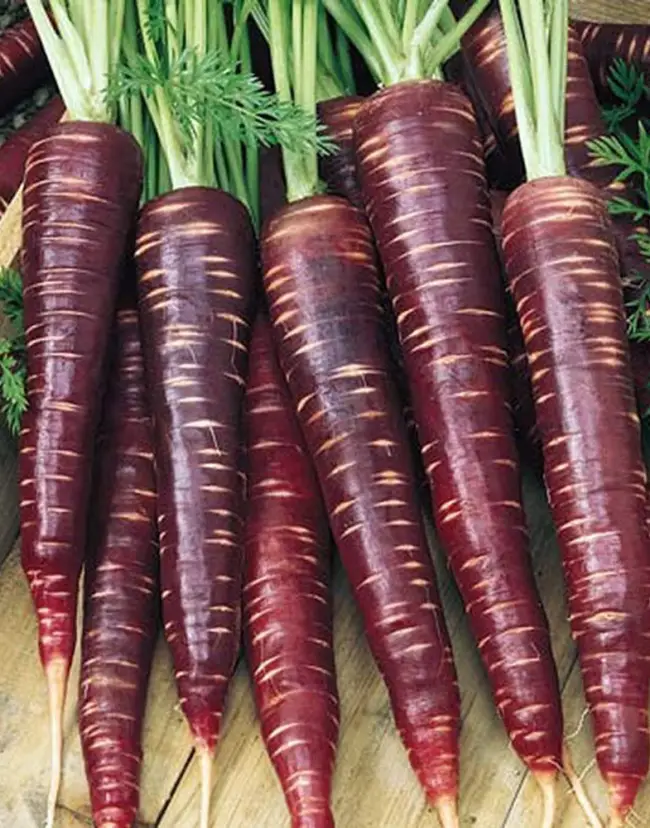 Семена моркови “Шоколадный заяц F1” “Premium seeds” – «Морковь “Шоколадный заяц” – необычной окраски с отличной всхожестью.» | отзывы