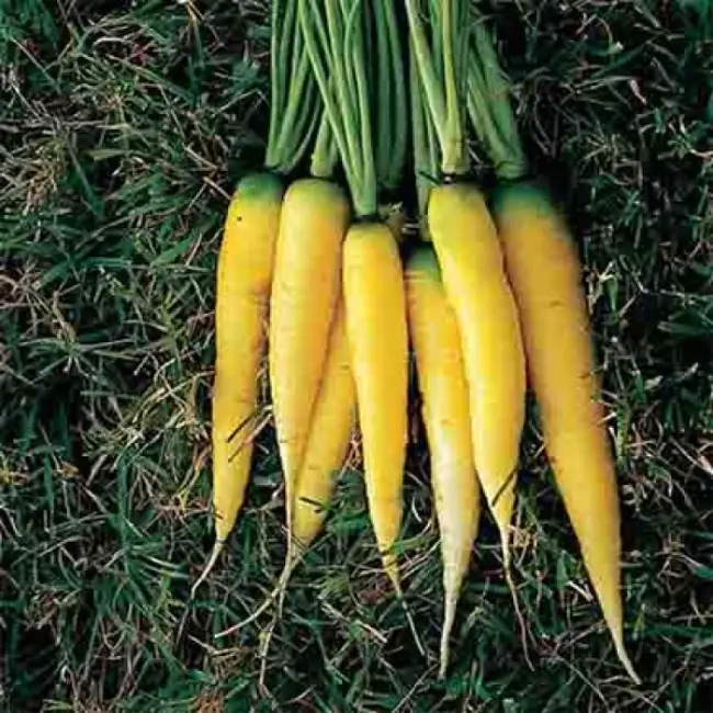 Жёлтая морковь Еллоустоун