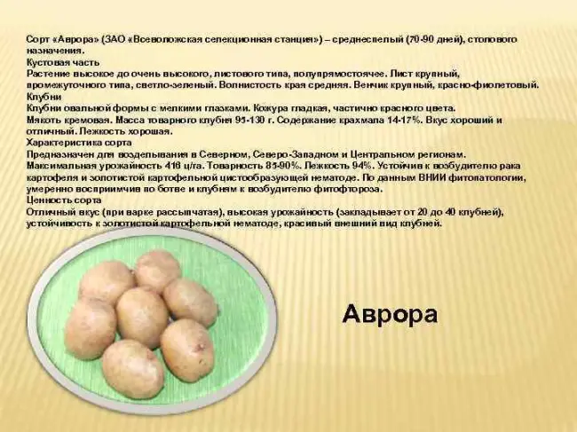 Выдающийся столовый сорт картофеля — Маделине: описание и и характеристика