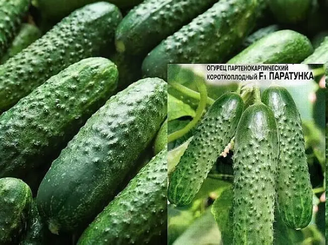 Огурец Шишкин F1 – фото урожая, цены, отзывы и особенности выращивания