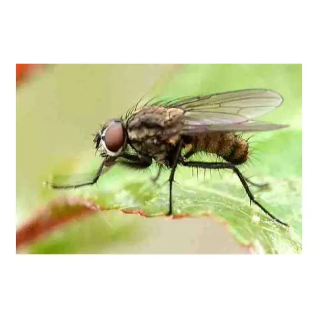 Свекловичная муха и борьба с ней