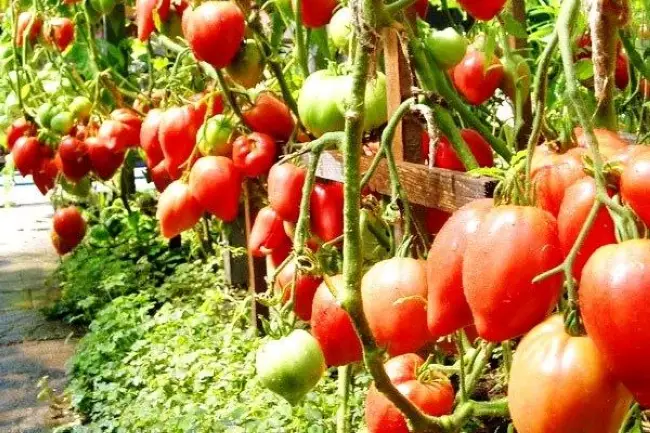 Особенности выращивания томатов Мажор F1, а также важные характеристики сорта и его описание. Ознакомьтесь с отзывами дачников об урожайности помидоров и взгляните на фото семян.