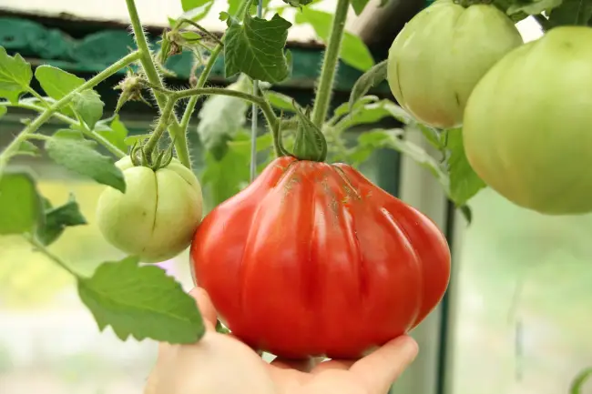 Сорта томатов: Пузата хата