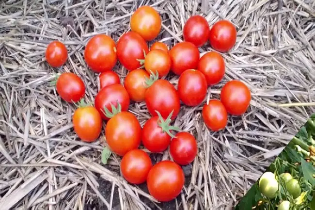 Томат Сладкий малыш: характеристика и описание сорта, отзывы тех кто сажал и выращивал помидоры об их урожайности, фото семян