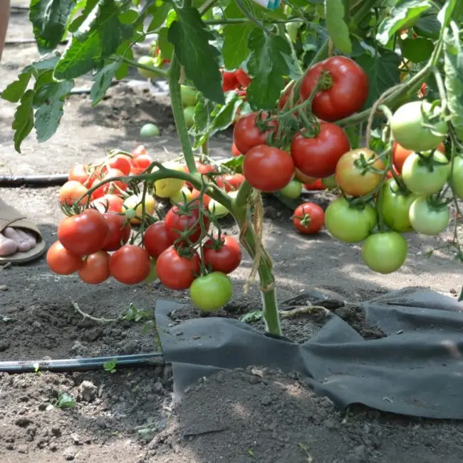 В Питомнике Васхнил вы можете приобрести саженцы, рассаду томатов (помидор) сорта Среда F1 с доставкой. Лучшие сорта томатов, 100% гарантия сорта.