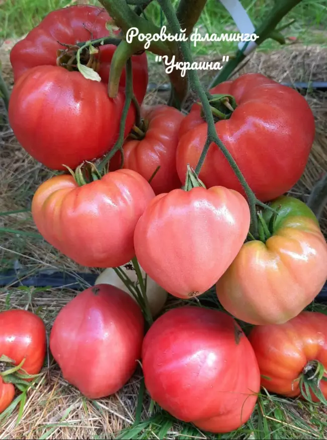 Томат Фифти: описание сорта помидоров, характеристики. Особенности посадки и выращивания, болезни и вредители, достоинства и недостатки