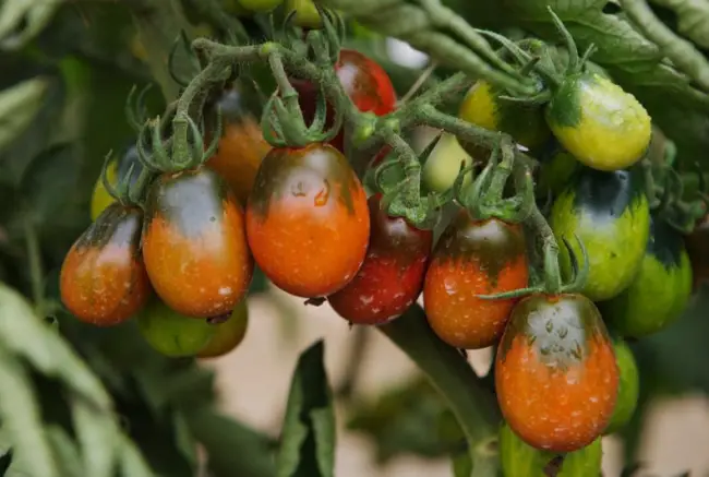 Описание и характеристика сорта томата Черный мавр, его фото, достоинства и недостатки, а также отзывы огородников, выращивающих этот сорт, представлены в этой статье.