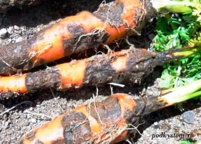 Церкоспороз моркови | Справочник по защите растений — AgroXXI