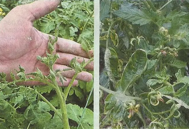 Цикадки на помидорах — опасный переносчик столбура, методы борьбы