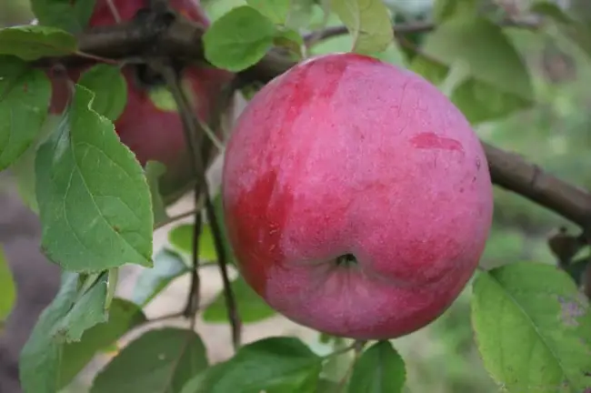 История выведения сорта яблони Аленушка, ее основные особенности, минусы, плюсы, уровень урожайности и устойчивости к вредителям и климатическим условиям. Оценка плодов.