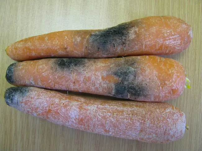 Мокрая бактериальная гниль моркови